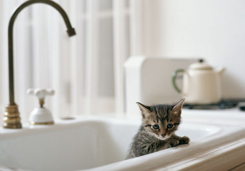 短毛猫咪不爱洗澡没什么大不了