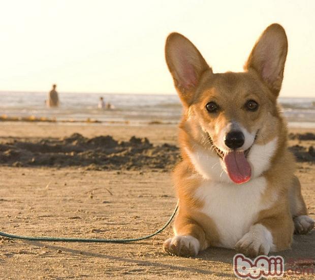威尔士柯基犬 威尔士柯基犬