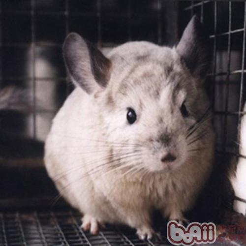 龙猫宝宝也会有月经吗