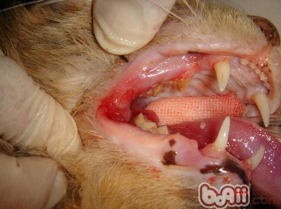 全口拔牙治疗猫的反复性口炎