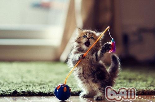 猫咪通过注射疫苗可以预防的传染病|猫咪传染