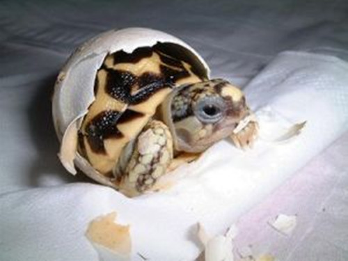 龜蛋的孵化技巧——忍