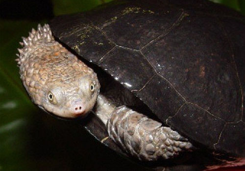 观赏龟养护之蛇颈刺龟