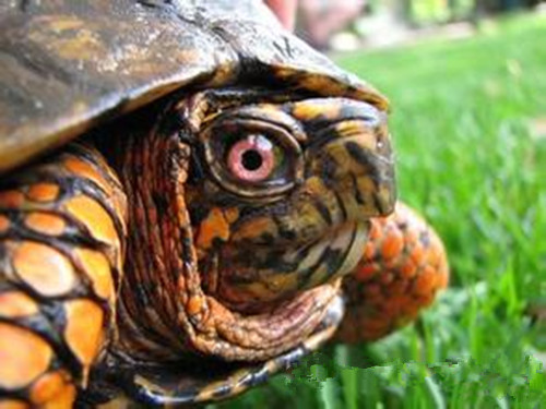 探讨龟龟眼里的世界——龟龟是色盲吗？