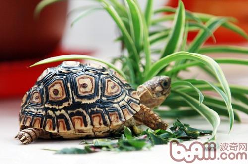 新到家陆龟的调理 新到家陆龟的调理