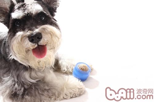 狗狗磨牙期该如何防止其咬人|狗狗行为训练-波