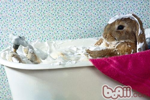 洗澡不用水——兔兔干洗用品简介