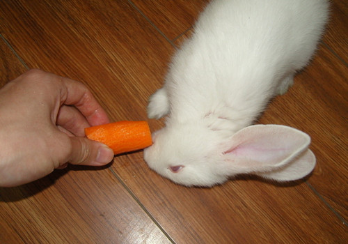 兔兔為什么會拒食？