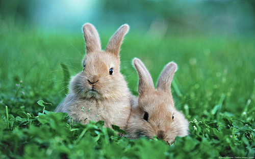 兔兔腹瀉之家庭處理