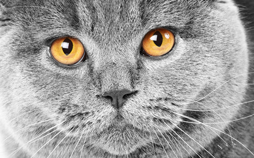 貓咪的眼睛——透視黑暗的能力