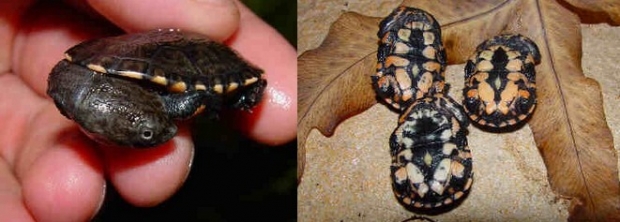 观赏龟养护之巴西刺龟