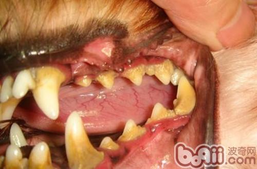 引起狗狗牙龈炎的原因
