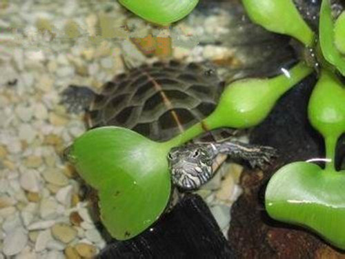 可愛的寵物——中部錦龜
