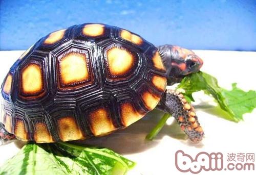 陆龟可以吃芦荟吗？