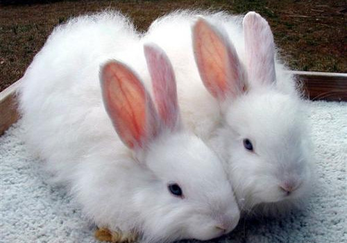 如何让兔子的毛更健康