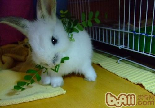 兔兔为何要吃草？