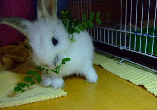 兔兔為何要吃草？
