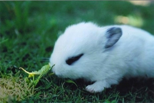 兔子常识知多少