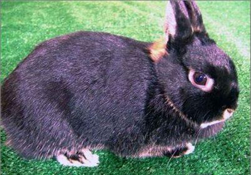 宠物兔品种介绍——磨光兔
