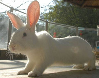 世界上有多少种兔子？