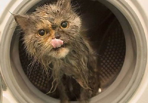 猫咪洗澡可以用人类的洗发水吗？