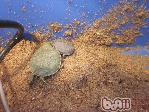 一个水龟\/半水龟家庭简易饲养环境介绍|爬虫环