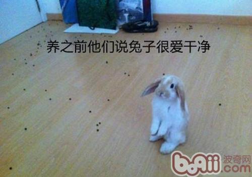 兔兔怎樣才不臭？