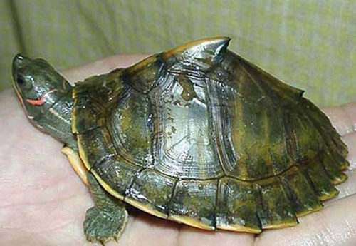 觀賞龜養護之印度棱背龜