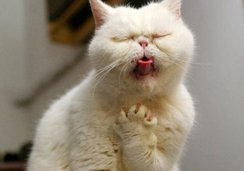 猫科动物常见呕吐行为分析