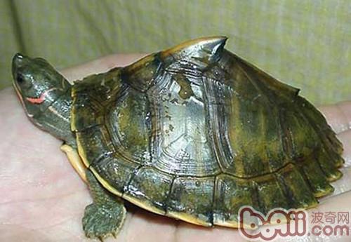 观赏龟养护之印度棱背龟