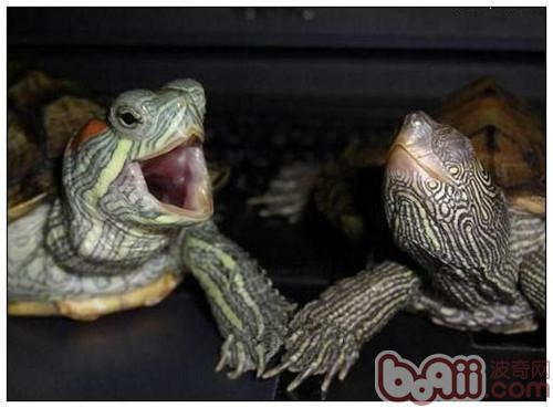 龟如何呼吸