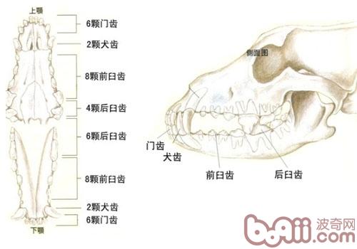 成年犬的齿式为门齿(上下颚各6枚,犬齿(上下颚各2枚,前臼齿