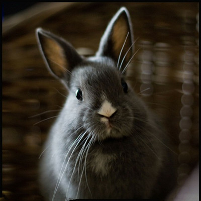 冬季養兔常見病的防治