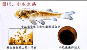 春季淡水鱼类易发的寄生虫病