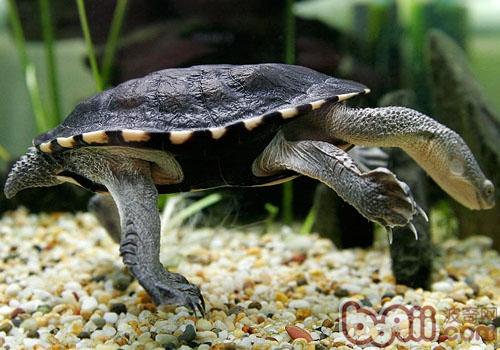 观赏龟养护之澳洲长颈龟|爬虫养护-波奇网百科