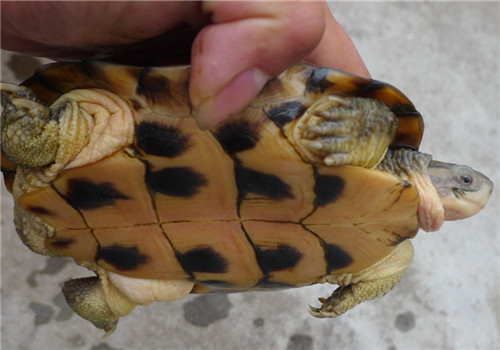 黃喉擬水龜庭院生態繁育技術