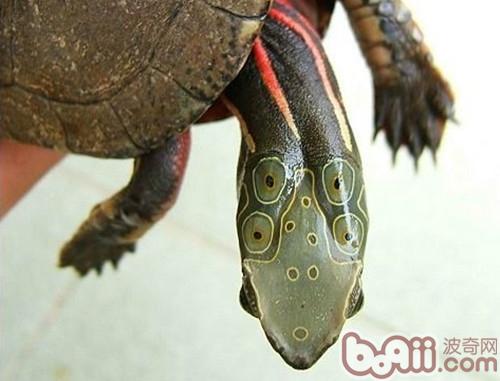 海南四眼斑龟_四眼斑龟,四眼斑龟图片图片