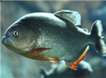 观赏鱼常见的肠炎分类