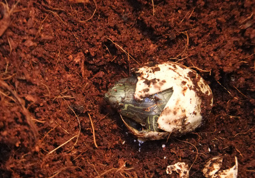 坑道式孵化巴西龜苗