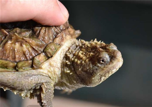 提高龟繁殖性能4法