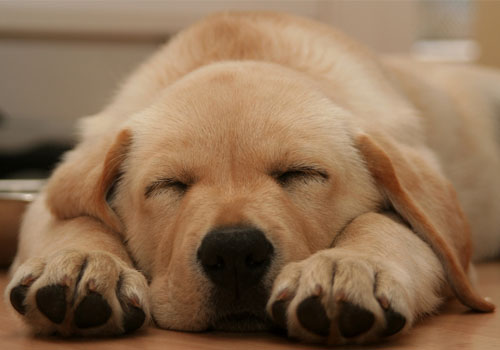 狗狗每天要睡多久