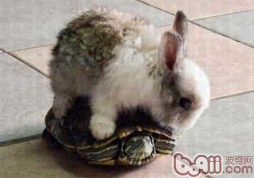兔子真的跑不过乌龟吗？