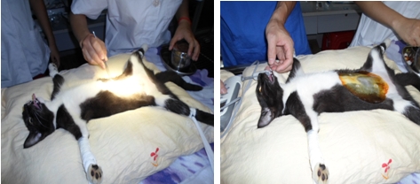 关于母猫绝育(下)|猫咪繁殖-波奇网百科大全