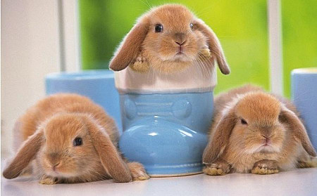 小型寵物兔品種大匯總