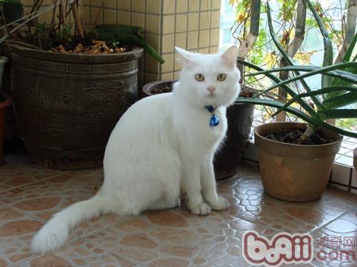 你知道安哥拉猫的生活习性吗?