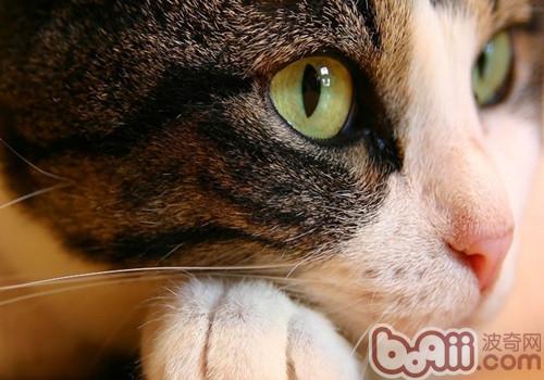 猫咪肾脏疾病新知