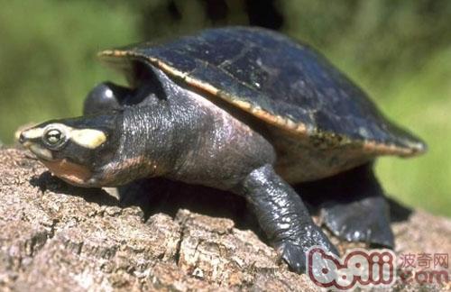 观赏龟养护之圆澳龟|爬虫养护-波奇网百科大全