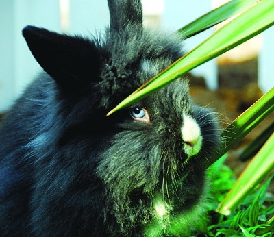 兔兔饲养管理的基本要求