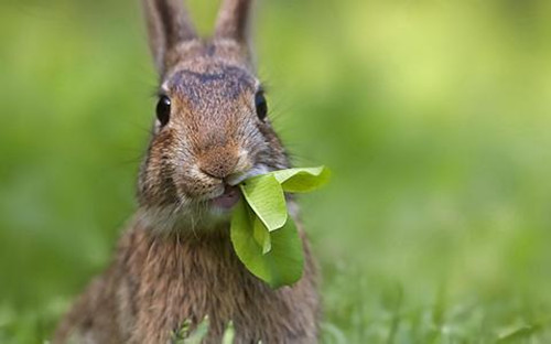 哪些青草野菜不能喂兔子？