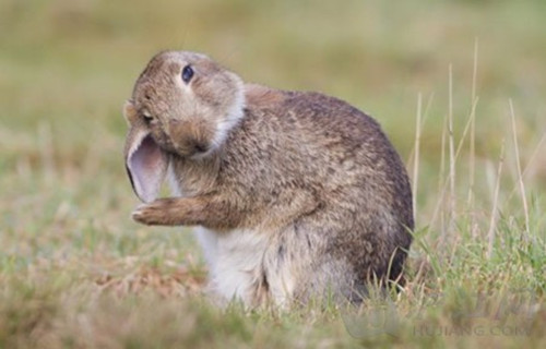 春季养兔四注意